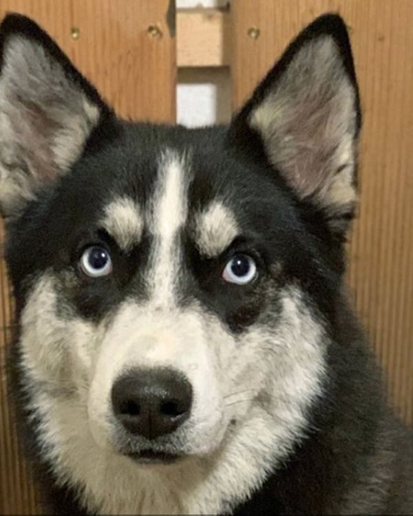 Nanook aus unserem Rudel