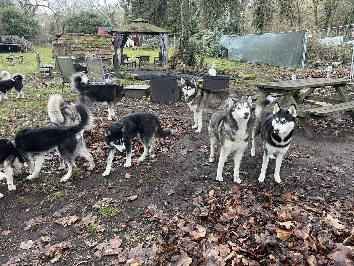Ein Teil unseres Husky-Rudels im Garten