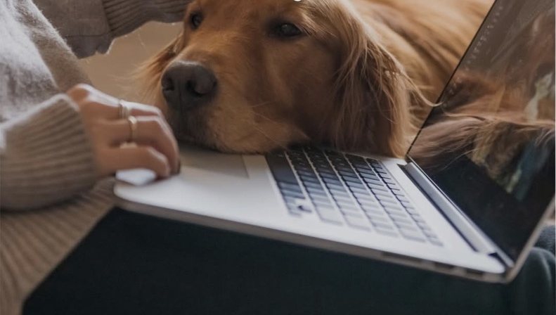 Hund liegt neben dem Laptop